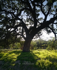 Beautiful Oak Tree
