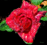 WATER DROPLETS ON RED ROSE